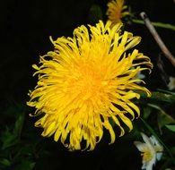 Yellow dandelion flower blossomes