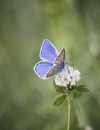 blue butterfly on a flower