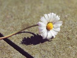 white daisy on a stone tile