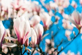 magnolia blossoms in nature