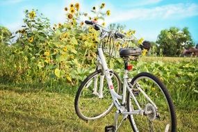 white bicycle in sunny field