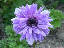 growing in the garden purple flower