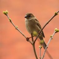 perched sparrow in spring