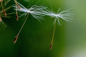 Dandelion seeds close-up