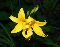 two yellow lilies bloom in the garden