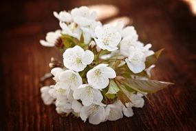 cherry branch with white flowers lies on a table