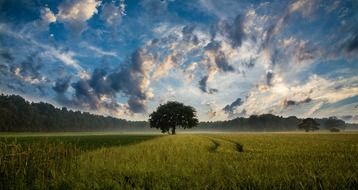 tree field cornfield