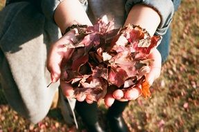 autumn leaves in girls hands close