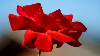 scarlet rose flower