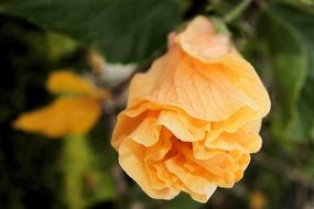 Orange hibiscus flower in the garden