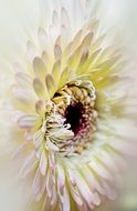 white yellow gerbera