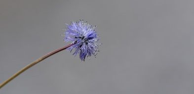 jasione montana flower