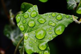 large placer drops on green ivy