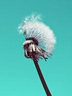 dandelion fluffy pollen