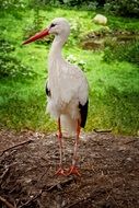 young stork feather bird