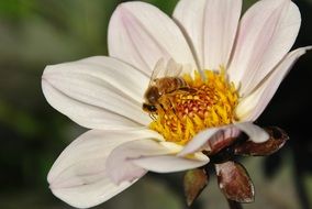 bee collects nectar on a white delicate flower