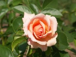 rose plant