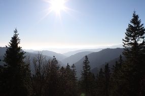 black forest in a valley of mountains