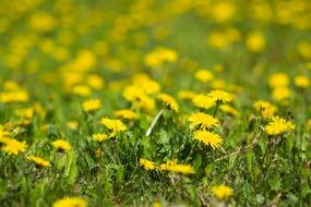 dandelions blooming on meadow