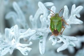 green shield bug
