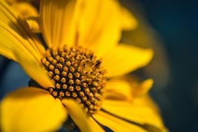 arnica, center of yellow flower, macro