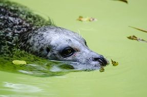 Picture of harbor seal swims