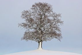 lonely bare tree on hill at snowy winter