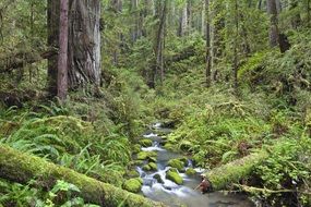 delighting forest landscape