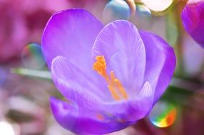 bud crocus