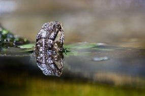 gecko swims in the water close-up on blurred background