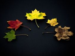 colorful leaves autumn in the autumn