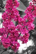 Spring pink flowers