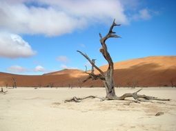 Tree in the desert in Namibia