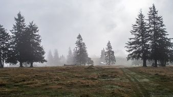 mysterious forest in the fog in romania