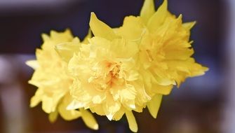 yellow daffodils flower