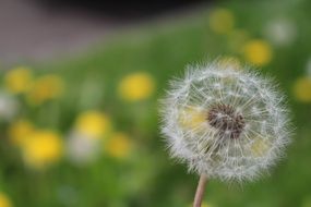 dandelion flower in a meadow