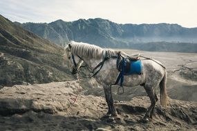 saddled horse on rock in mountain landscape