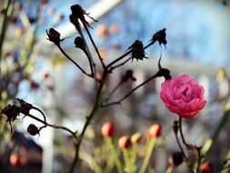 pink blossom wild flower close