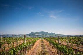 Green rows of grapes on the field