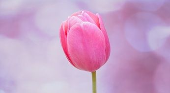 Pink tulip