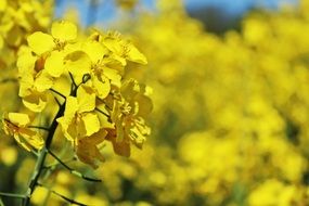 yellow flowering of a rapeseed field close-up