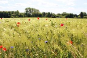 Poppies in cornfield