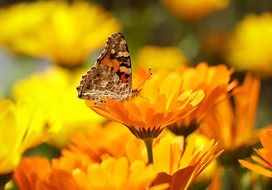 cute butterfly is sitting on an orange flower