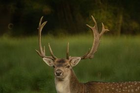 deer in wildlife