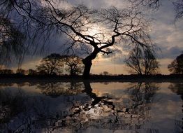 reflection of a tree in a lake at sunset