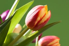 spring tulips in bright light