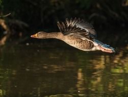 Goose is flying from the water