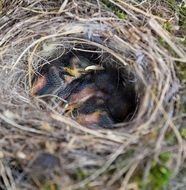 bird's nest