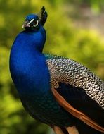 peacock in nature