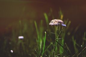 delicate wildflower in summer